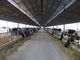 mucca/cavallo crescere Pre-costruiti dei sistemi dell'inquadratura d'acciaio con i pannelli del tetto fornitore